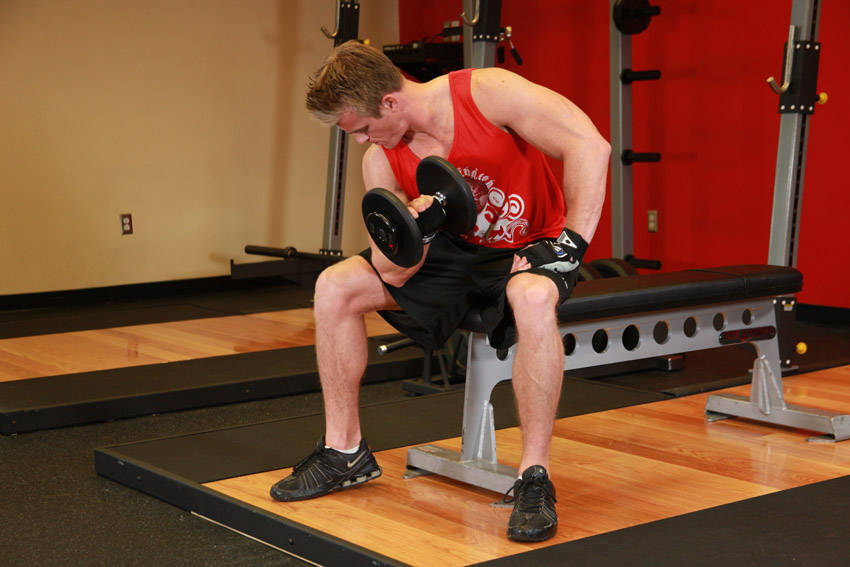 Concentration Curl (Dumbbell)