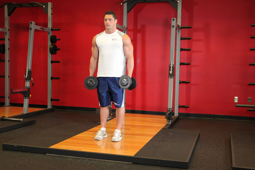 Bicep Curl (Dumbbell)