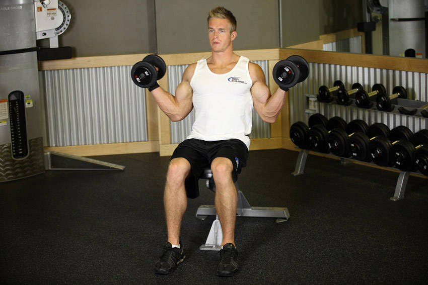 Seated Dumbbell Inner Biceps Curl